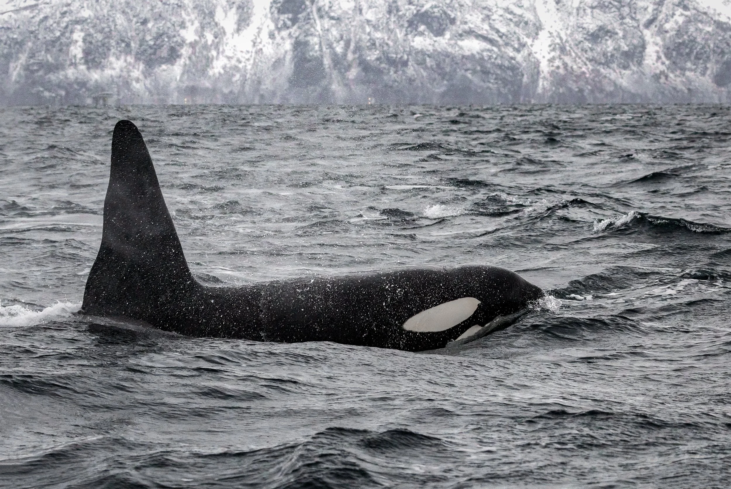 Wildlife Expeditions & Photography Adventures | SDM Adventures